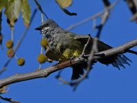 Kingbird8.jpg