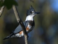 Kingfisher.jpg