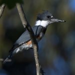 Kingfisher3.jpg