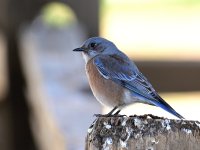 ROY_0957.JPG