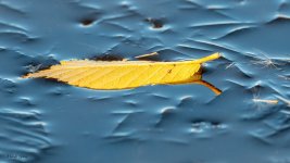 LeafIce-455.jpg