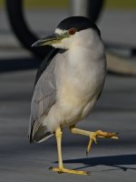 BCNH.jpg