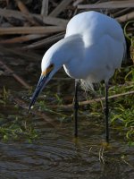 Egret.jpg