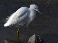 Egret5.jpg