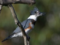 Kingfisher.jpg