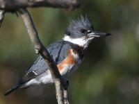 Kingfisher3.jpg