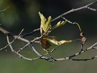 Leaf.jpg