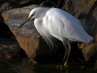 Egret5.jpg