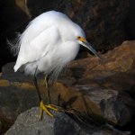 Egret4.jpg