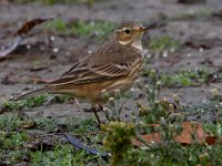 Pipit5.jpg