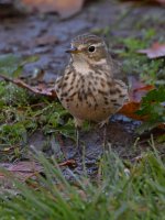 Pipit8.jpg
