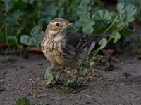 Pipit12.jpg