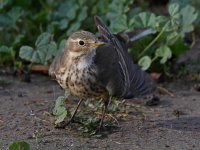 Pipit15.jpg