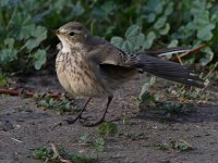 Pipit18.jpg