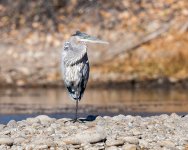 GBHKickinAround-461.jpg