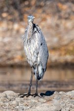 GBHKickinAround-462.jpg