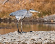 GBHKickinAround-463.jpg
