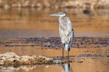 GBHKickinAround-464.jpg