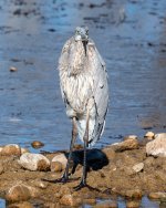 GBHKickinAround-467.jpg