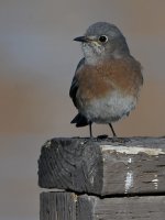 Bluebird2.jpg