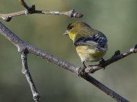 Goldfinch.jpg