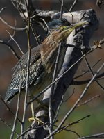 GreenHeron5.jpg
