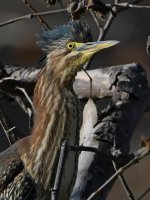 GreenHeron4.jpg