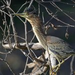 GreenHeron7.jpg