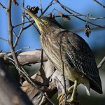 GreenHeron13.jpg