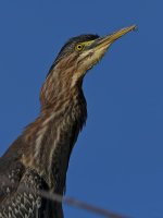 GreenHeron15.jpg