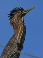 GreenHeron17.jpg