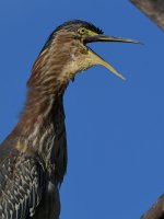 GreenHeron19.jpg