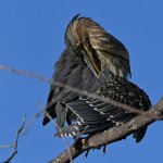 GreenHeron20.jpg