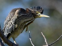 GreenHeron22.jpg