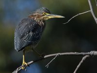 GreenHeron23.jpg
