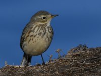 Pipit4.jpg