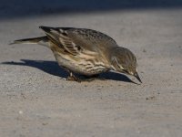 Pipit8.jpg