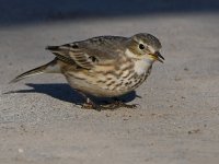 Pipit9.jpg