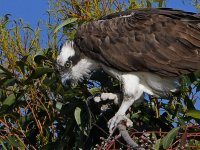 Osprey3.jpg