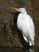 Egret.jpg