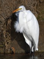 Egret2.jpg