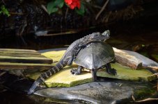 Turt and Gator.JPG