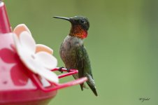 DSC_0133.jpg