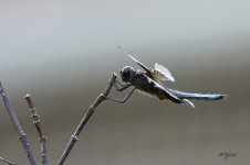 DSC_0148.jpg