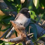 Junco3.jpg