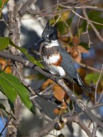 Kingfisher.jpg