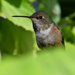 Hummer2.jpg