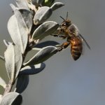 Bee.jpg