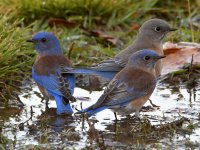 Bluebird7.jpg