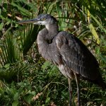BlueHeron2.jpg